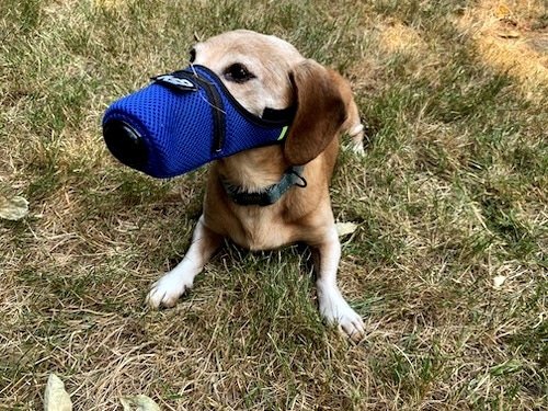 Miniature Dachshund in K9 smoke mask