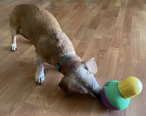 Rover test pup Oscar plays with Bob-a-Lot food dispenser