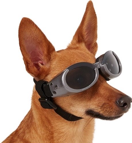 Dog in black doggles with chin strap