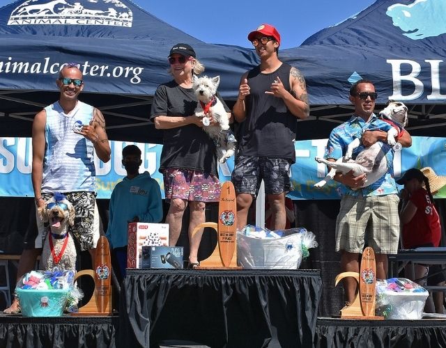 surf dogs