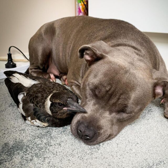 Dog and bird cuddling