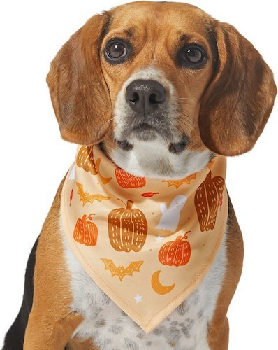 dog wearing a fall bandana with pumpkins
