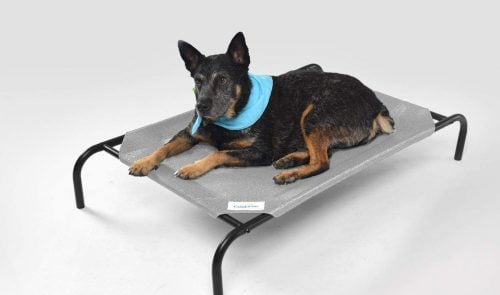 dog on light gray elevated bed