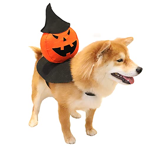dog with pumpkin head costume on back