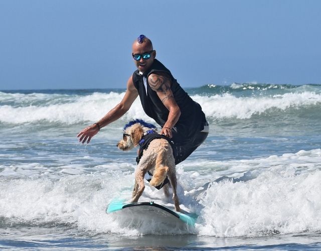 surf dogs