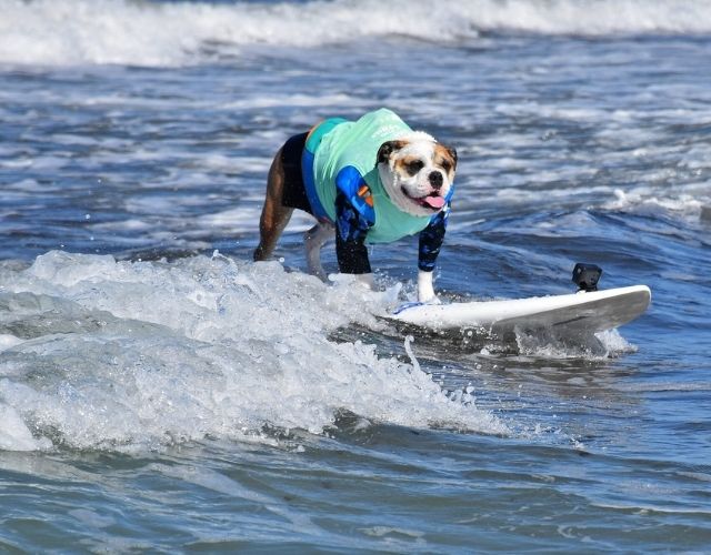 surf dogs
