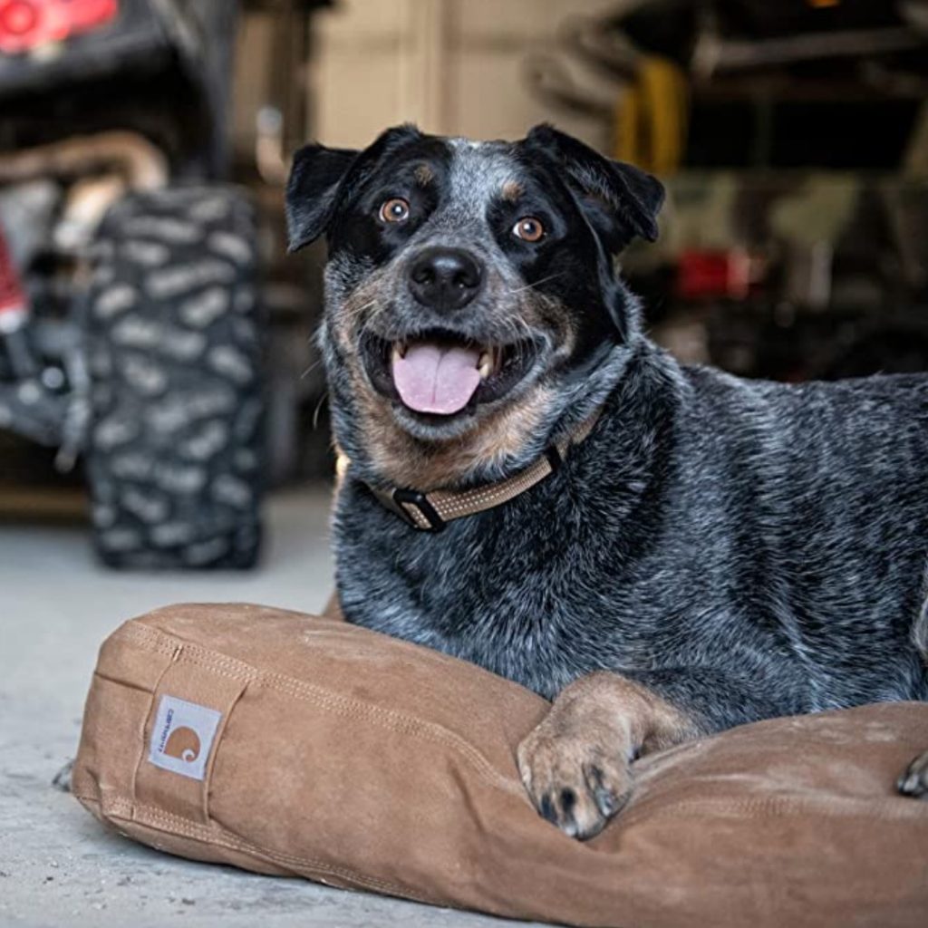 Cattle Dog on khaki Carhartt pad