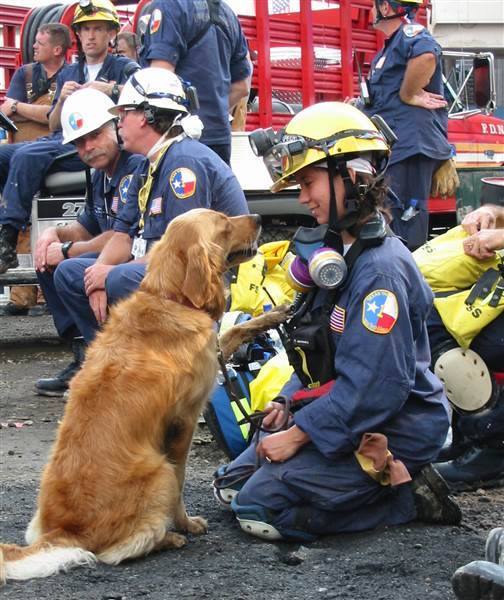 Bretagne Working Dog