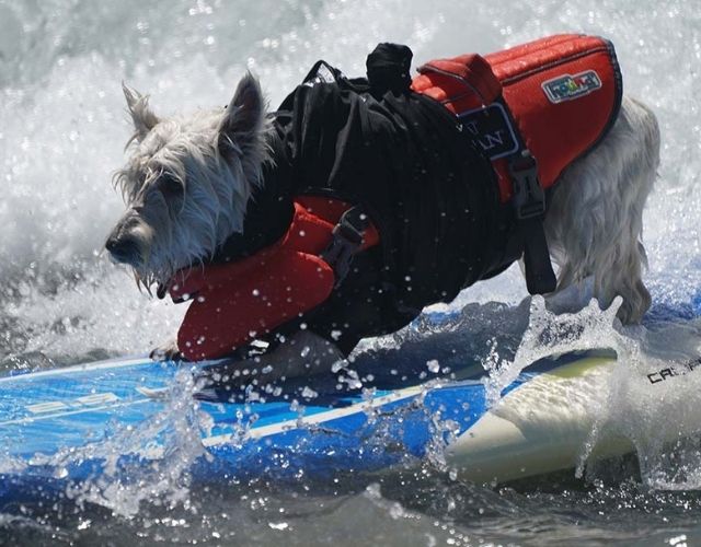 surf dogs