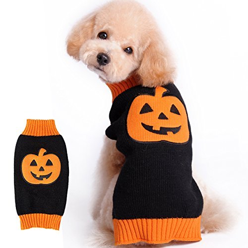 dog in orange and black pumpkin sweater