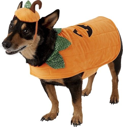 dog in pumpkin costume with hat