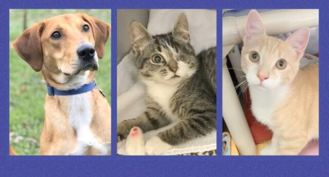 Three Animals from a shelter