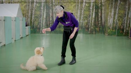 Renate has devoted herself to training and grooming dogs that visit Country Planning