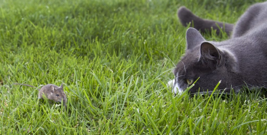 smoky grey cat hunting a mouse