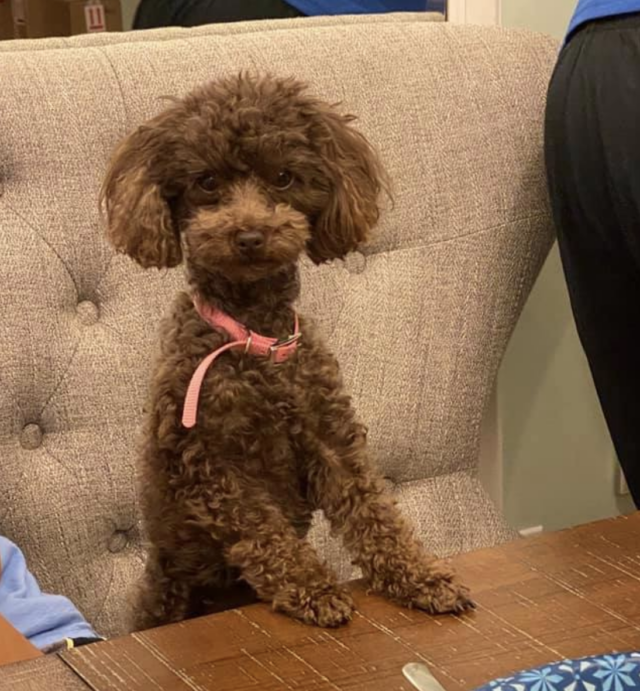 Tiny dog at dinner table