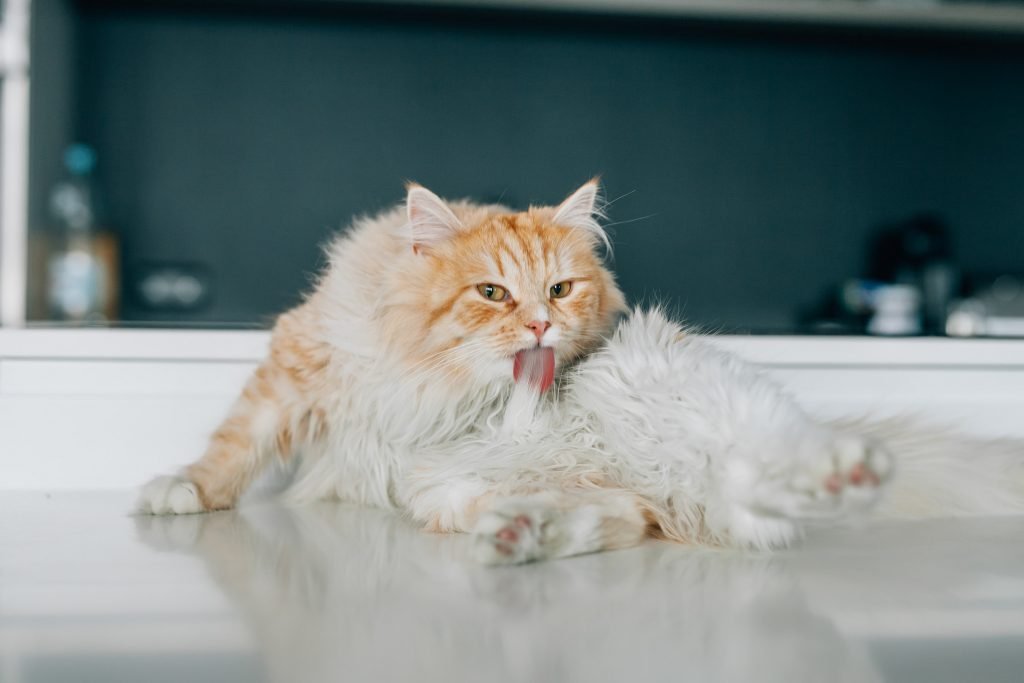 fluffy ginger and white kitty grooming himself