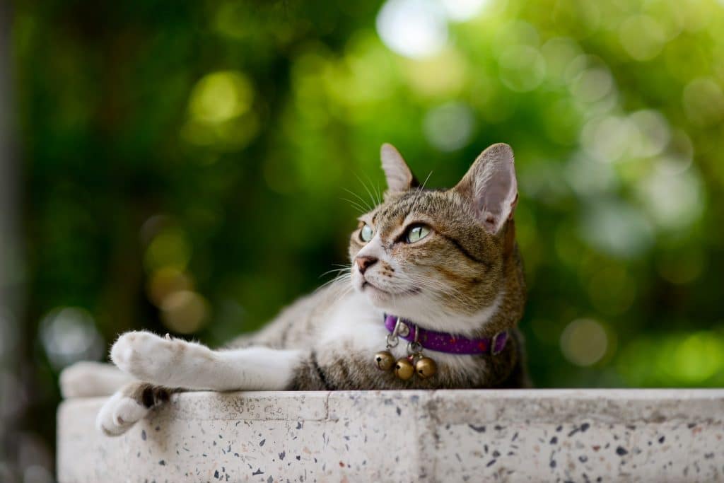 lounging grey and white tabby cat wearing a purple collar with three bells