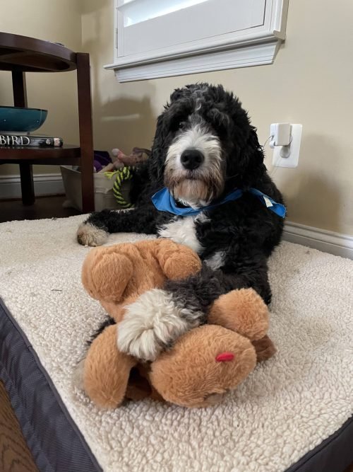 Sabine testing the Heartbeat Toy for Dogs