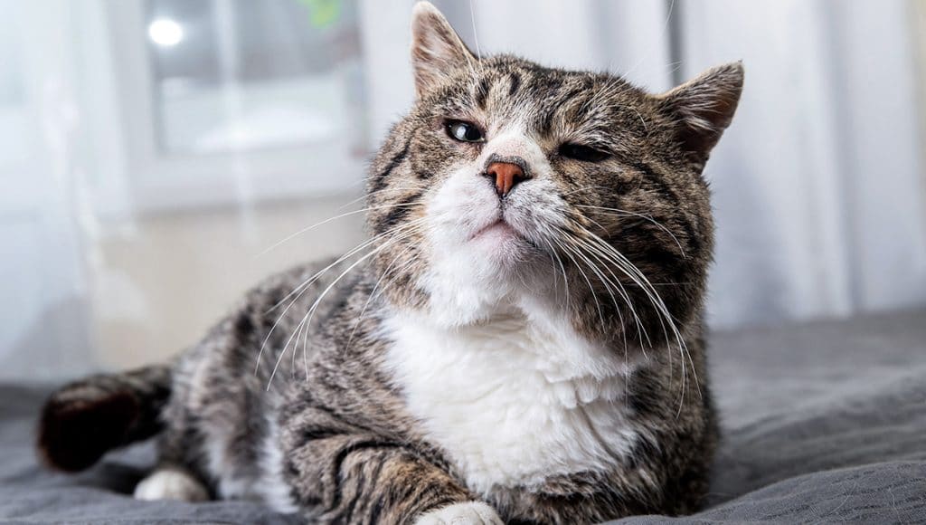 senior kitty lounging