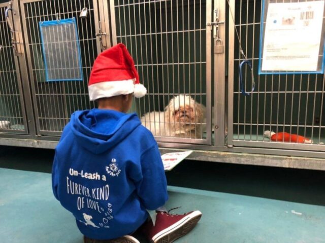 Boy volunteering to help dogs