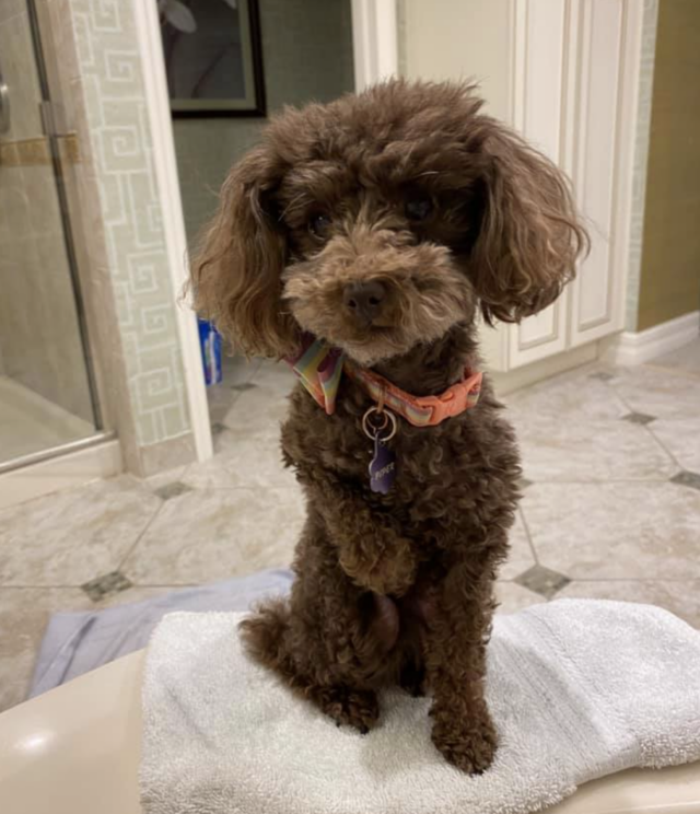 Dog sitting patiently by bathtub