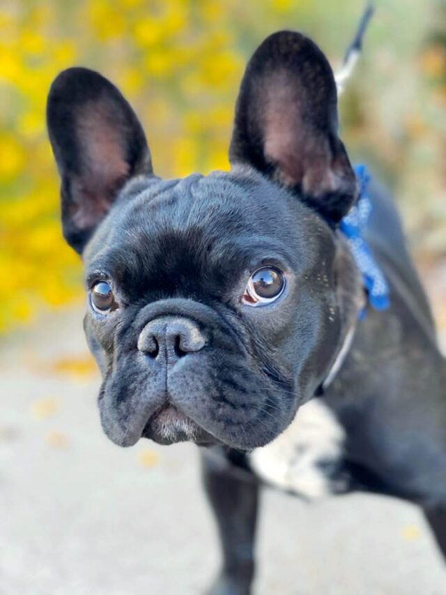French Bulldog goes missing