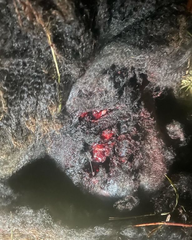 The lamb had bite marks on its spine, owner Jacqui Williams said
