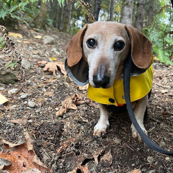 Dog in raincoat sits on forest trail.
