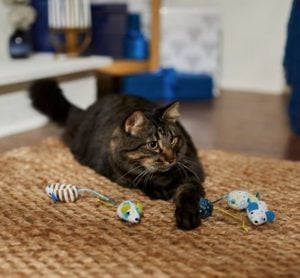 cat with Frisco Holiday Hanukkah Mice Cat Toy with Catnip