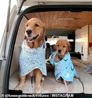 Mad Paws is highly rated by sitters and customers