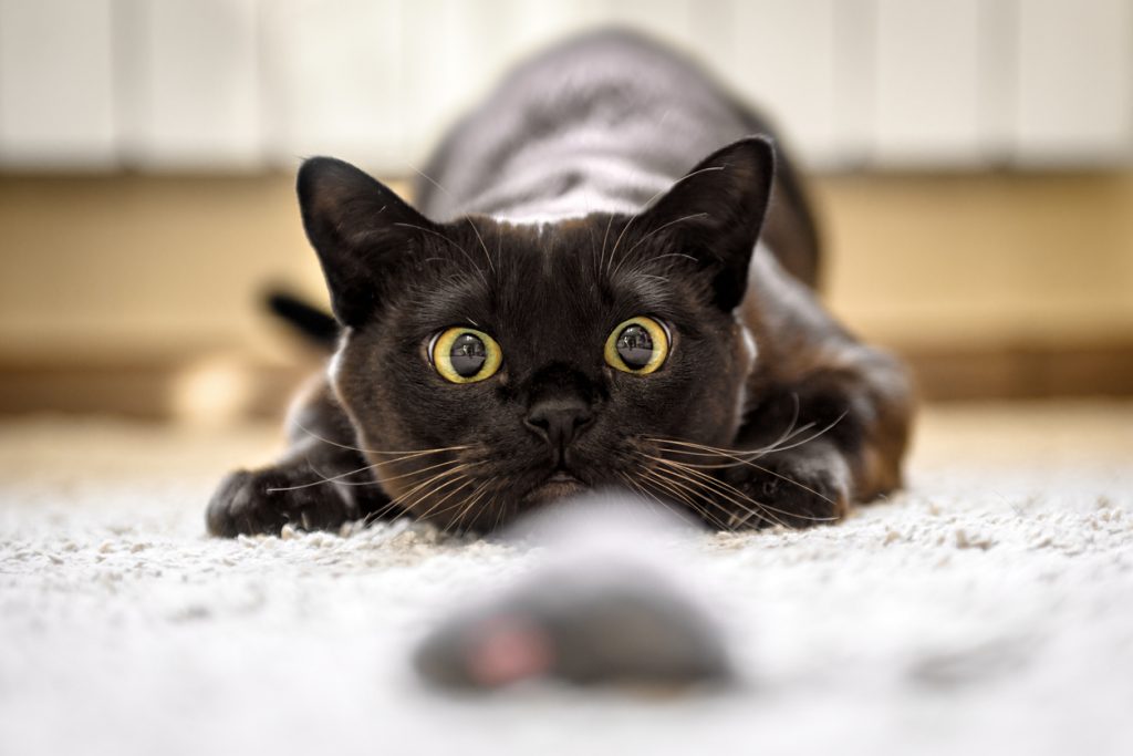 Cat hunting to mouse at home, Burmese cat face before attack close-up. Portrait of funny domestic kitten plays indoor. Look of happy Burma cat preparing to jump. Eyes of playful pet wanting to pounce.