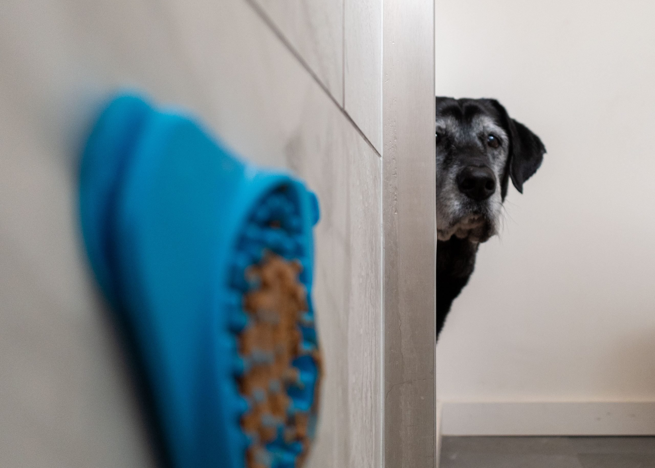 Dog peers around corner, looking at peanut butter on Aquapaw Slow Treater