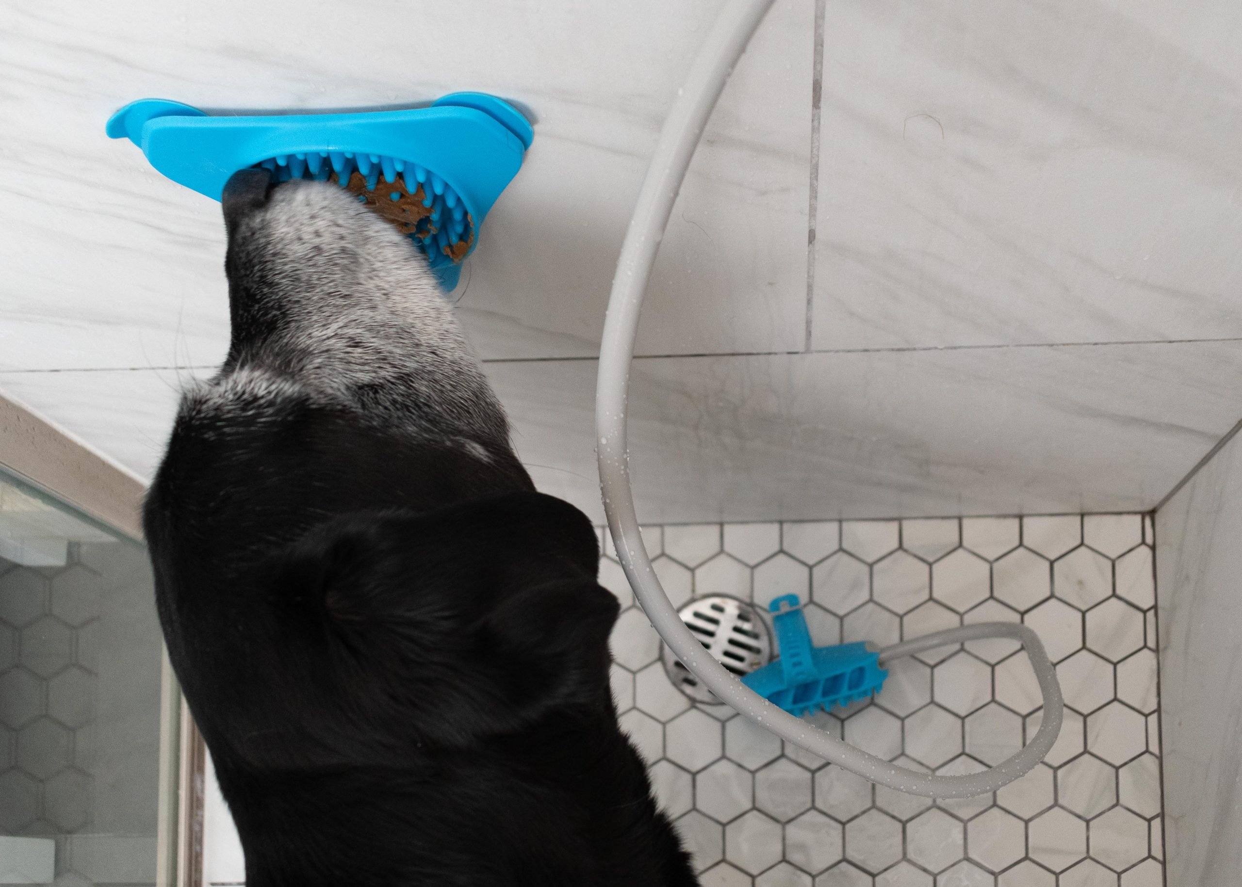 Dog licks Aquapaw Slow Treater attached to shower wall