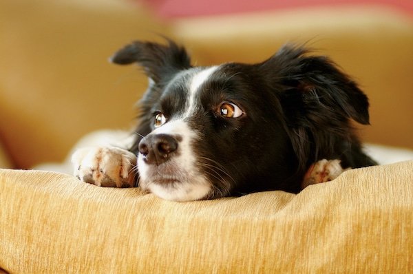 border collie looking stressed while sitting on couch