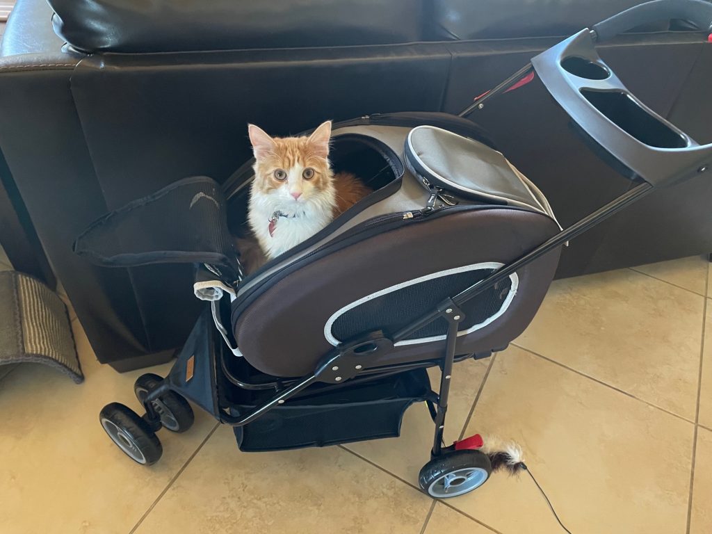 cat stroller