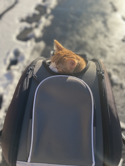cat stroller