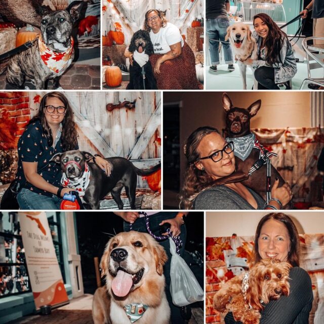 Dog Autumn Portraits