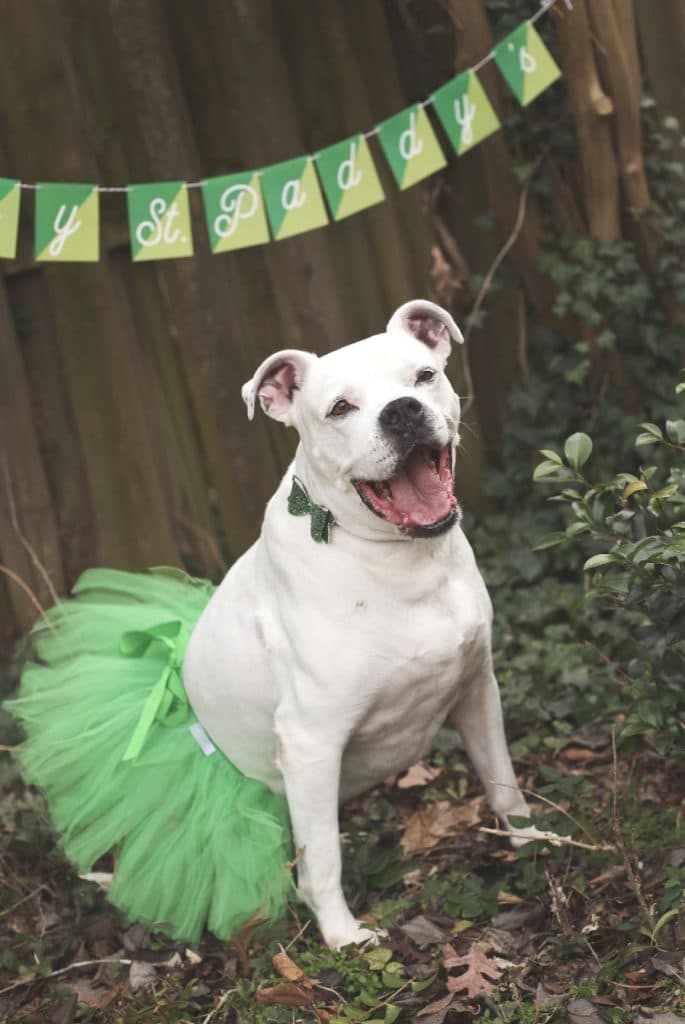 a cute pit bull in a green tulle tutu