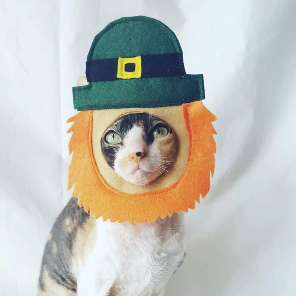 cat in felted leprechaun mask