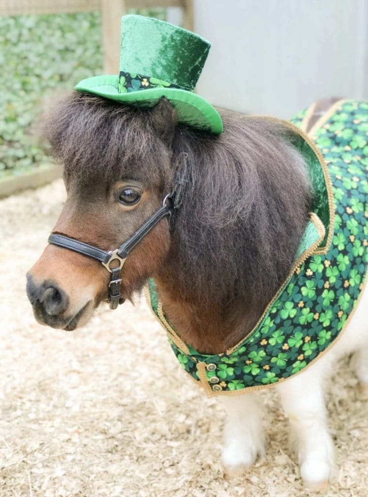 a brown pony in green top hat and tails costume