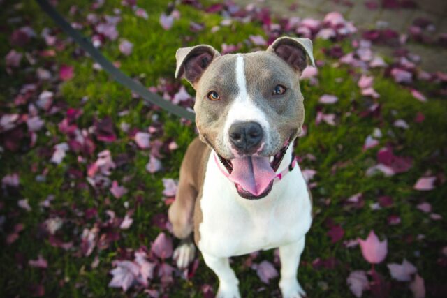 pet insurance for pit bulls
