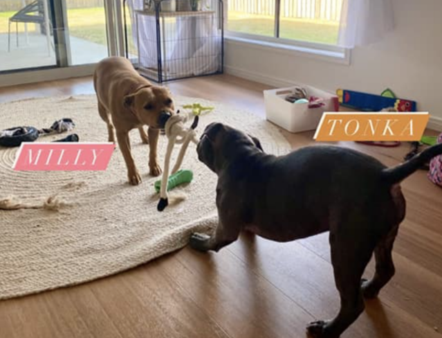 Pit Bulls playing