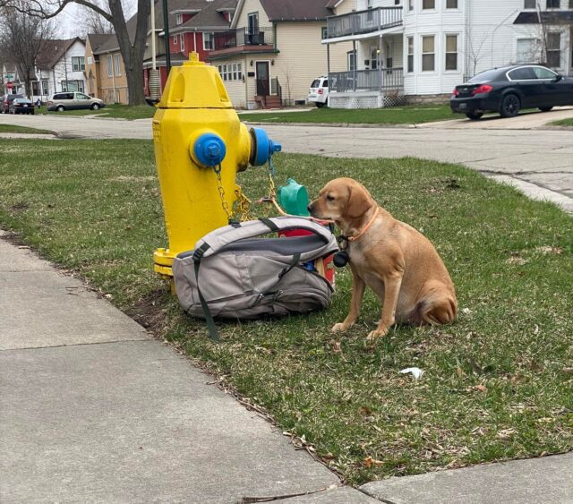 Dog tied to fire hydrant
