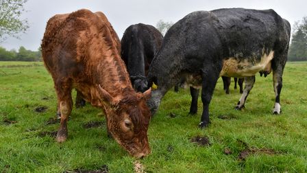 Wymondham-based builder Tom Seaman runs a cattle herd in his spare time