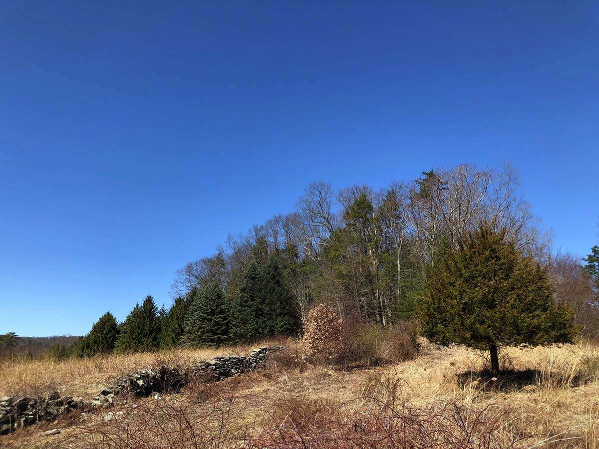 A stone wall lines an abandoned field.