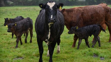 Wymondham-based builder Tom Seaman runs a cattle herd in his spare time