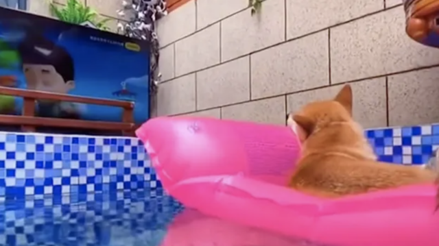 Dog lounging in pool