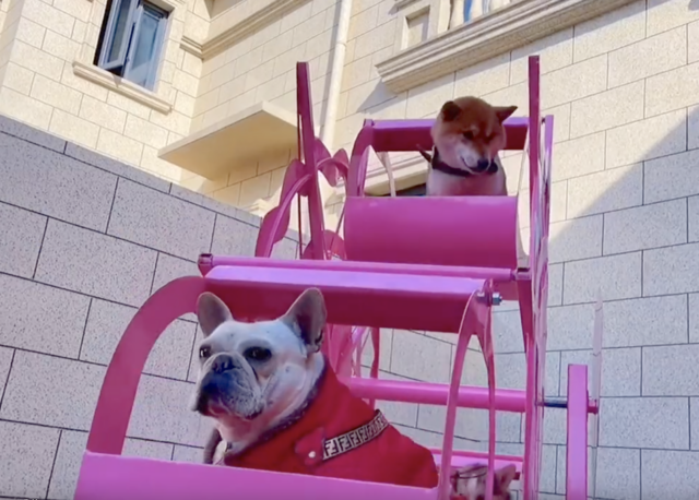 Dog Ferris wheel