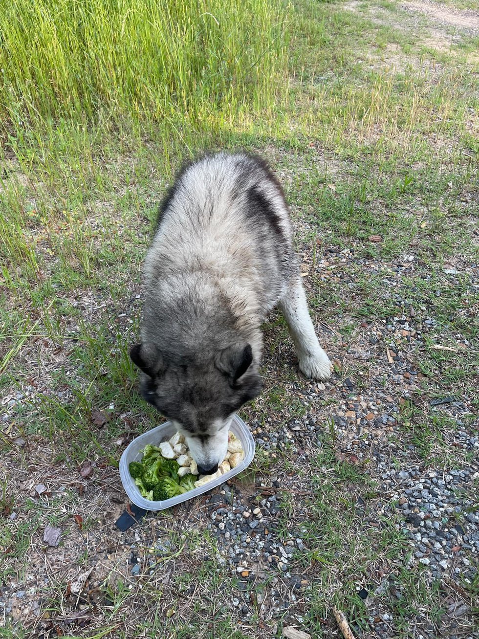 Deputy Cory Bourn with the Caddo Parish Sheriff's Office helped reunite this lost dog with its...