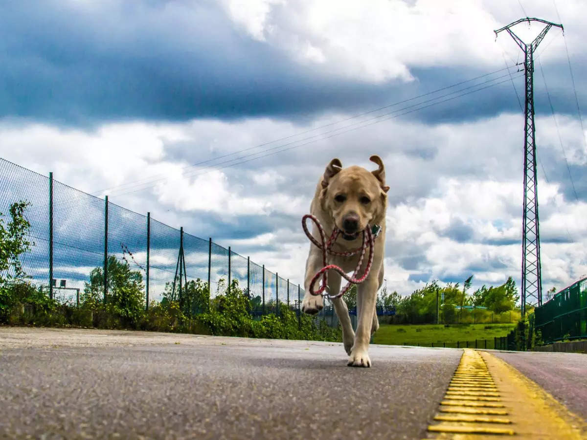 A dog in Kansas jumped a 6-foot fence of a pet hotel to run back home  Representative image
